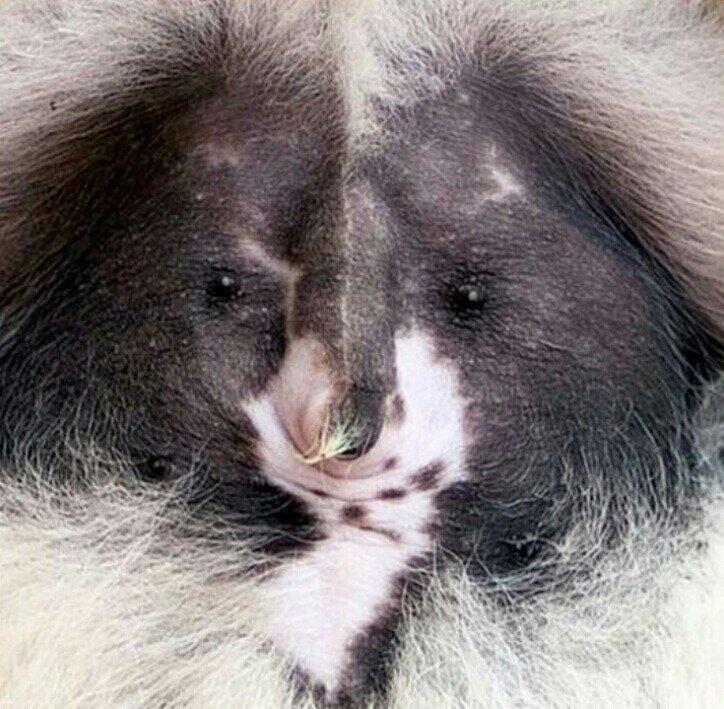 풀로줄 이미지