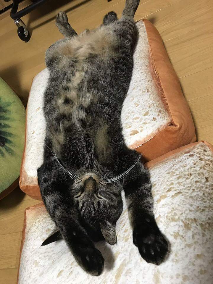 식빵굽냥 이미지