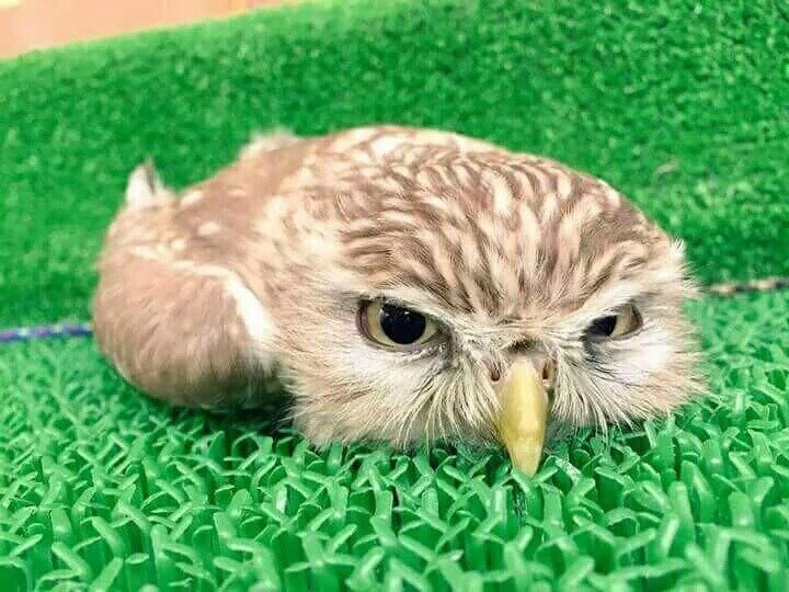 올빼미 이미지
