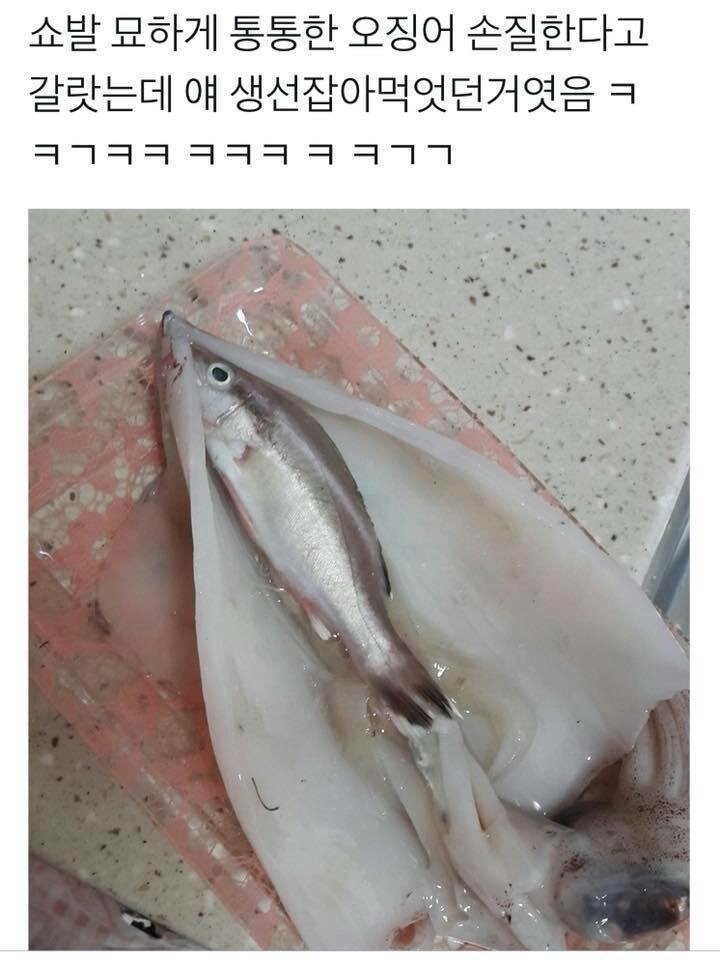 통통한오징어 이미지