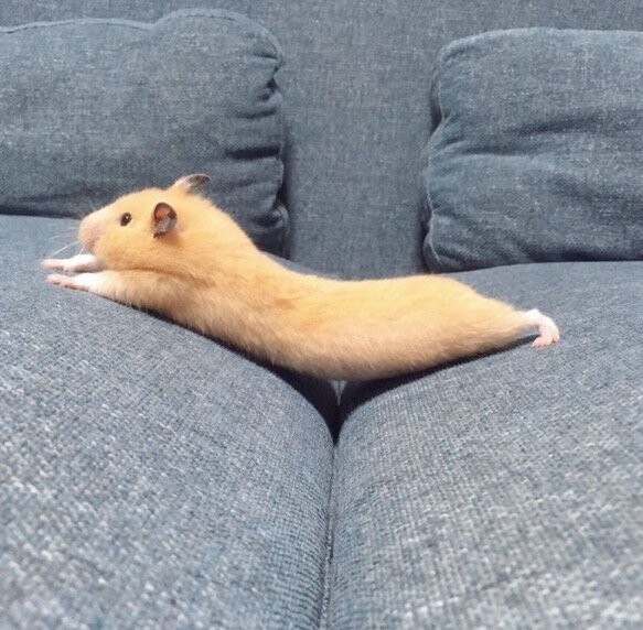 흥흥 이미지
