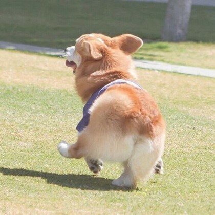 헤헷 이미지