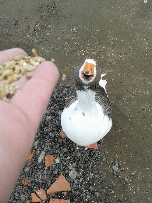 행복한오리 이미지