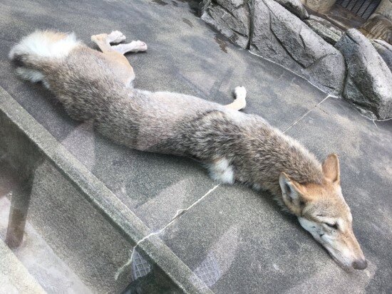 와가 이미지