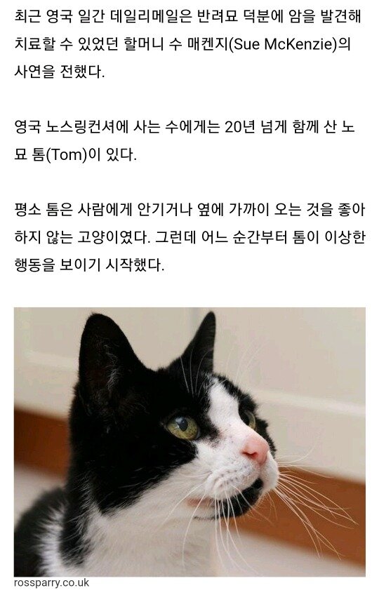 냥냥펀치 이미지